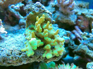 Corallo Acropora