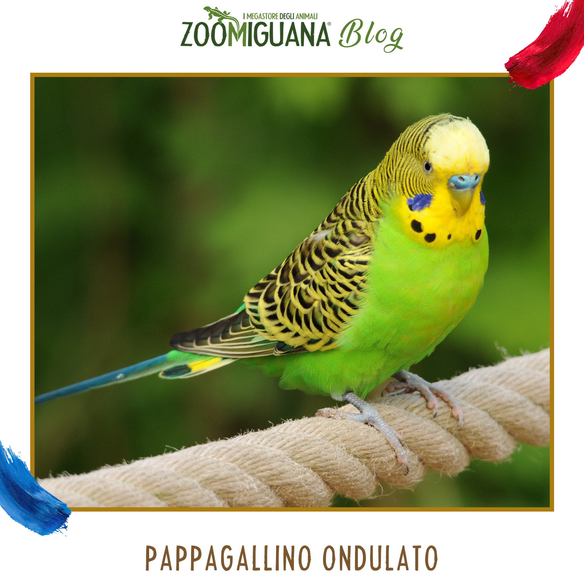 https://www.zoomiguana.com/wp-content/uploads/2021/02/Pappagallino-ondulato-zoomiguana.jpg